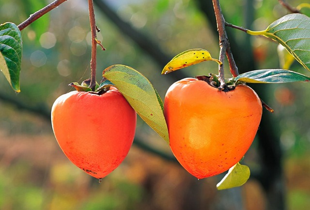 Trải nghiệm hái hồng